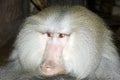 Hamadryas baboon Royalty Free Stock Photo