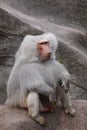 Hamadryas Baboon Royalty Free Stock Photo