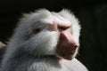 Hamadryas baboon Royalty Free Stock Photo