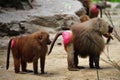 Hamadryas baboon Royalty Free Stock Photo