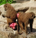 Hamadryas baboon Royalty Free Stock Photo