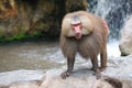 Hamadryas baboon Royalty Free Stock Photo