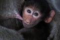 Hamadryas baboon Baby on the Road to Lake Assal, Djibouti Royalty Free Stock Photo