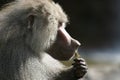 The Hamadryas Baboon is eating Royalty Free Stock Photo