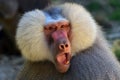 Hamadryas baboon