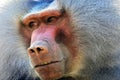 Hamadryas baboon Royalty Free Stock Photo