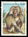 Hamadryas Baboon