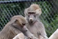 Hamadryas baboon