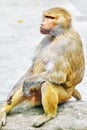 Hamadryas Baboon monkey. Royalty Free Stock Photo