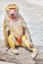 Hamadryas Baboon monkey. Royalty Free Stock Photo