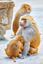 Hamadryas Baboon monkey. Royalty Free Stock Photo