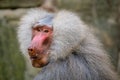 Hamadryas Baboon - Papio hamadryas, beautiful large primate Royalty Free Stock Photo