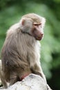 Hamadryas Baboon (Papio hamadryas) Royalty Free Stock Photo