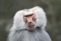 Hamadryas baboon, papio hamadryas Royalty Free Stock Photo