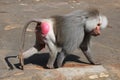 Hamadryas baboon (Papio hamadryas). Royalty Free Stock Photo