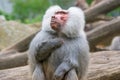 Hamadryas Baboon (Papio hamadryas) Royalty Free Stock Photo