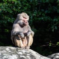 The hamadryas baboon, Papio hamadryas is a species of baboon