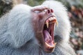 Hamadryas Baboon (Papio hamadryas) Royalty Free Stock Photo