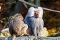 Hamadryas Baboon (Papio hamadryas) Royalty Free Stock Photo