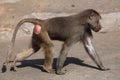 Hamadryas baboon (Papio hamadryas). Royalty Free Stock Photo