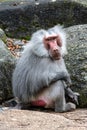 Hamadryas baboon, papio hamadryas, sitting together and grooming each other