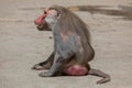 Hamadryas baboon (Papio hamadryas). Royalty Free Stock Photo