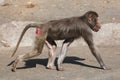 Hamadryas baboon (Papio hamadryas). Royalty Free Stock Photo