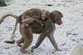 Hamadryas baboon with young on back Royalty Free Stock Photo