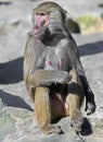 Hamadryas baboon 5 Royalty Free Stock Photo