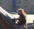 Hamadryas baboon young in tree Royalty Free Stock Photo