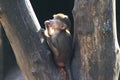 Hamadryas baboon young in tree Royalty Free Stock Photo