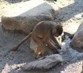 Hamadryas baboon young in tree Royalty Free Stock Photo