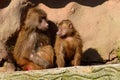 Hamadryas baboons