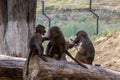 Hamadryas Baboons grooming involved