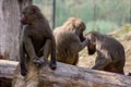 Hamadryas Baboons grooming involved