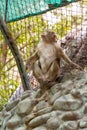 Hamadryas baboons looking upward in the zoo, India. Indian wildlife animal