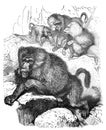 Hamadryas Cynoeephalus hamadryas ape / Antique engraved illustration from Brockhaus Konversations-Lexikon 1908