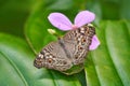 Hamadryas februa, the gray  cracker, butterfly sitting on the green leave with pik flower bloom. Hamadryas februa, insect from Royalty Free Stock Photo