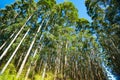 Hamakua Coast, eucalyptus trees Royalty Free Stock Photo