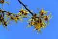 Hamamelis 01 Royalty Free Stock Photo