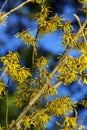 Hamamelis 04 Royalty Free Stock Photo