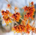 Hamamelis