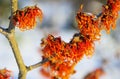 Hamamelis