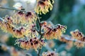 Hamamelis