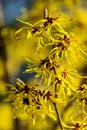 Hamamelis Royalty Free Stock Photo