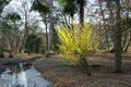 Hamamelis Royalty Free Stock Photo