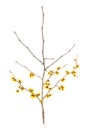 Hamamelis branch