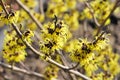 Hamamelis