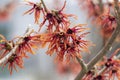 Hamamelis intermedia orange red winter spring flowering plant, group of amazing witch hazel Orange beauty flowers in bloom Royalty Free Stock Photo