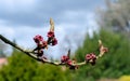 Hamamelis intermedia `Vesna` in spring in the botany in Poland Royalty Free Stock Photo